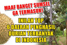 Maaf Banget Sumsel Ga Termasuk! Inilah Top 6 Daerah Penghasil Durian Terbanyak di Indonesia