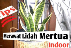 5 Tips Menyiram Tanaman Lidah Mertua agar Subur Bertahun-tahun, Bikin Rumah Lebih Sejuk dan Asri