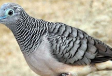 5 Kesalahan Fatal yang Harus Dihindari Saat Perkutut Mabung