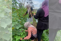 Wow, Pulau Emas Jelma Lokasi Favorit Warga untuk Melepas Penat, Ini Buktinya 