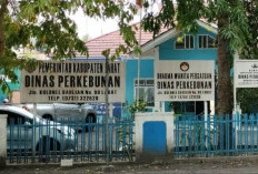 Tudingan Kongkalikong dengan PT SMS Dibantah Keras Kadisbun Lahat, Ini Pernyataannya 