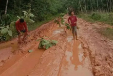 Miris! Jalan Warga Desa Sidang Emas dan Desa Rimba Alai Rusak Parah, Pelajar Harus Berkubang Lumpur