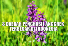 Daerah Penghasil Anggrek Terbesar di Indonesia, Siapa Juara Versi BPS?