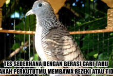 Tes Sederhana dengan Beras! Cari Tahu Apakah Perkututmu Membawa Rezeki atau Tidak