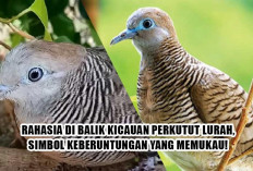 Rahasia Dibalik Kicauan Perkutut Lurah, Simbol Keberuntungan yang Memukau!