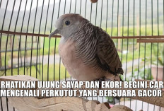 Perhatikan Ujung Sayap dan Ekor! Begini Cara Mengenali Perkutut yang Bersuara Gacor