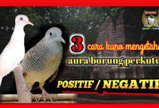 Ingin Buktikan Tuah Perkutut Katuranggan? Cara Ampuh Mengetahui Aura Positif dan Negatif Menurut Tradisi Jawa