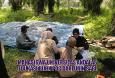 Keren dan Ramah Lingkungan! Mahasiswa KKN Universitas Andalas Sulap Urin Sapi Jadi Pupuk Organik Cair