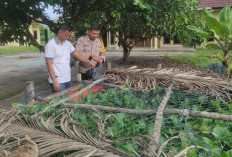 Dukung Ketahanan Pangan Nasional, Polsek di Ogan Ilir Kembangkan Kolam Percontohan Ikan Patin