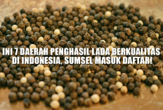 Ini 7 Daerah Penghasil Lada Berkualitas di Indonesia, Sumsel Masuk Daftar!