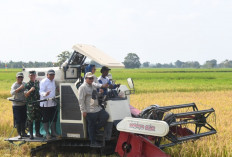 TNI-Petani Menyatu! Korem Gapo Pacu Gerakan Tanam IP300, Ini Tujuannya