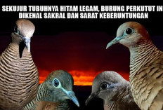 Sekujur Tubuhnya Hitam Legam, Burung Perkutut Ini Dikenal Sakral dan Sarat Keberuntungan