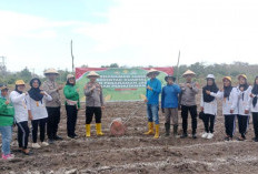 Manfaatkan Lahan Tidur, Polsek Muara Kuang Tanam Jagung dalam Program Ketahanan Pangan Kuartal III