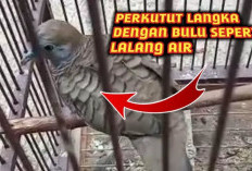 Ini Dia Ciri Burung Perkutut Langka dengan Filosofi Rezeki Mengalir Tanpa Henti, Buruan Cek Peliharaanmu!