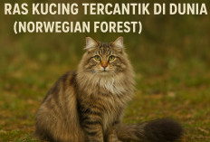 Bikin Pengen Punya Semua! Inilah 5 Ras Kucing Tercantik di Dunia yang Memikat Hati Setiap Pecinta Anabul