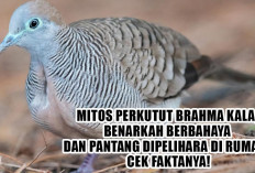 Mitos Perkutut Brahma Kala, Benarkah Berbahaya dan Pantang Dipelihara di Rumah? Cek Faktanya!