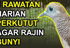 Bikin Iri Burung Perkutut Bangkok! 5 Tips Merawat Perkutut Lokal agar Suaranya Gacor, Lantang, dan Rutin Bunyi