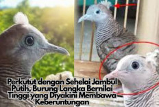 Perkutut dengan Sehelai Jambul Putih, Burung Langka Bernilai Tinggi yang Diyakini Membawa Keberuntungan