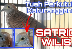Ciri Perkutut Satrio Wilis, Paling Banyak Diburu Karena Pembawa Rezeki dan Melancarkan Usaha