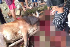 Intip Tradisi Unik di Tanjung Lago Usai Berkurban, Sudah Turun Temurun dari Nenek Moyang