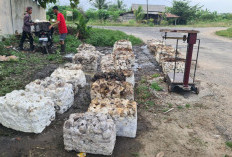 Harga Karet Naik Rp300 per Kg, Petani OKU Timur Sambut Gembira dan Berharap Stabil