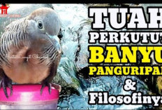 Ciri Mathi Langka! Perkutut Banyu Panguripan Diyakini Beri Energi Positif dan Awet Muda, Yuk Cek Peliharaanmu