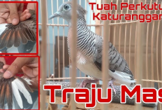 Mengenal Ciri Traju Mas, Perkutut Pemilih yang Konon Membawa Keberuntungan