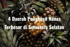 4 Daerah Penghasil Nanas Terbesar di Sumatera Selatan, Ga Nyangka Ternyata Juaranya Bukan Prabumulih, Tapi...