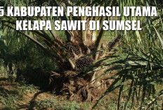 Sawit Melimpah! Ini 5 Kabupaten Penghasil Utama Kelapa Sawit di Sumsel