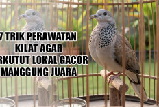 Rahasia Kicau Emas! 7 Trik Perawatan Kilat Agar Perkutut Lokal Gacor Manggung Juara