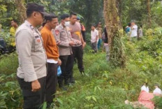 Diduga Korban Pembunuhan, Warga Desa Jati Mulyo OKU Timur Temukan Mayat Perempuan di Kebun Karet