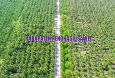Emas Hijau dari Bumi Sriwijaya! Inilah 3 Kabupaten Penghasil Kelapa Sawit Terbesar di Sumatera Selatan