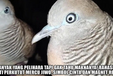 Banyak yang Pelihara tapi Gak Tahu Maknanya! Rahasia Sakti Perkutut Mercu Jiwo, Simbol Cinta dan Magnet Rezeki