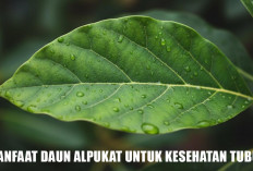 5 Manfaat Daun Alpukat yang Mengejutkan, Solusi Ampuh Melawan Batu Ginjal dan Menstabilkan Diabetes