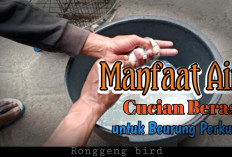 3 Tips Memandikan Burung Perkutut dengan Air Beras yang Praktis dan Menyehatkan, Simak Manfaatnya!