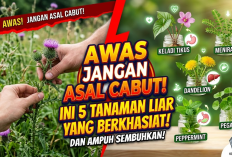 Awas Jangan Asal Cabut! Ini 5 Tanaman Liar yang Berkhasiat dan Ampuh Sembuhkan Berbagai Penyakit