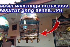 Seberapa Sering Perkutut Harus Dijemur, Apakah Harus Tiap Hari? Ini Jawabannya