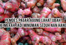 Pemdes Pagar Agung Lahat Ubah Jahe Merah Jadi Minuman Seduh Nan Hangat, Ini Khasiatnya