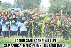 Dukung Ketahanan Pangan Nasional, Lanud SMH Palembang Panen 40 Ton Semangka Prime Lonjong Impor, ini Buktinya!