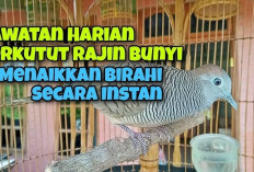 Terbukti Gacor! Ini 10 Rutinitas Harian yang Ampuh Membuat Burung Perkutut Rajin Bunyi, Sehat, dan Siap Lomba