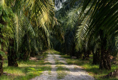 Sumatera Selatan Masuk Daftar Penghasil Minyak Sawit di Indonesia, Cek Daerah Lainnya!