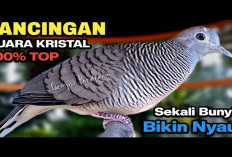 Rahasia Perkutut Lokal Gacor, Suara Terbaik untuk Pancingan Burung Perkutut