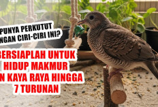 Punya Perkutut dengan Ciri-Ciri Ini? Bersiaplah untuk Hidup Makmur dan Kaya Raya Hingga 7 Turunan