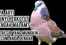 Apa Arti Bunyi Perkutut Tengah Malam? 8 Tafsir yang Mungkin Belum Anda Dengar