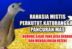 Rahasia Mistis Perkutut Katuranggan Pancuran Mas, Burung Ajaib yang Bisa Berdoa dan Mengalirkan Rezeki