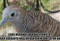 Cara Merawat Burung Perkutut agar Suaranya Ngalun dan Bikin Juri Jatuh Hati