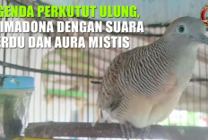 Legenda Perkutut Ulung, Primadona dengan Suara Merdu dan Aura Mistis