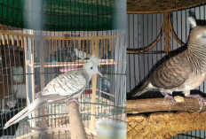 Inilah Ciri-ciri Perkutut Songgo Ratu, Konon Bikin Pemiliknya Berwibawa dan Berkuasa