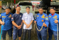 Gerak Cepat Damkar Ogan Ilir Evakuasi Ular Kobra di Dalam Kap Mesin Mobil Warga di Indralaya