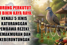 Burung Perkutut Ini Bikin Kaya Raya! Kenali 5 Jenis Katuranggan Pembawa Rezeki, Kemakmuran dan Keberuntungan 